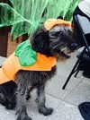 dog-shopping-10-ppcorn.webp