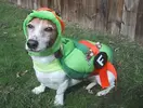TMNT-dog-real.webp