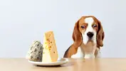 can-dogs-eat-cheese-561ceb68f0502.webp