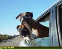 fighter-pilot-dogs.webp