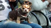 pilot-dog-costume.webp