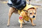 can-dogs-see-ghosts.webp
