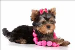 dogs-58.webp