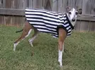 6c6c995f52e045d966031920510f726d.webp