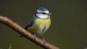 _51942231_04_blue_tit.webp