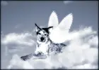 dog angel.webp