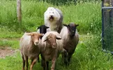 sheepdoghero.webp