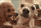 1754341324669.gif