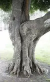 Trees 01.webp