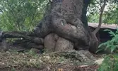 Trees 03.webp