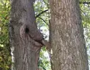 Trees 02.webp