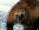 wolverine-close.webp