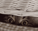 IMG_8024.gif