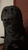 IMG_8040.gif