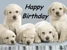 Happy-Birthday-Lab-Dog-Greeting-600x450.webp
