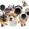 upload_2017-1-12_22-11-0.webp