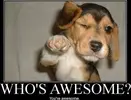 Puppy - Awesome.webp