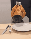 IMG_0609.gif