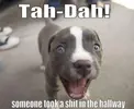 Dog 20.webp