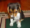 Puppy - Sorry.webp