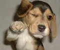 Puppy - Awesome.webp