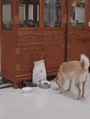 Kitty - Thief.gif