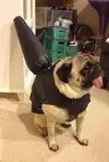 Butt Pug.webp