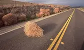 tumbleweed-riverside2.webp