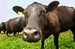 Black-Angus-4.webp
