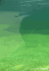 IMG_9083.gif