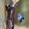 1768242415298.webp