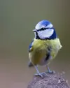 1768764915852.webp
