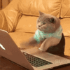 1769453133293.gif