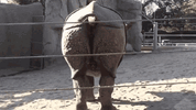 Rhino Shitting 01.gif