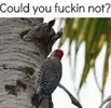 Birds.webp
