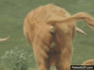cow.gif cow.gif