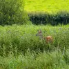 Red Deer.webp