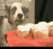 1772376829578.gif