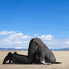 ignorance-bliss.gif ignorance-bliss.gif
