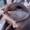 IMG_3286.gif
