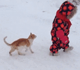C.gif