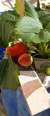 1000089381.webp