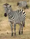 Plains_Zebra_Equus_quagga_cropped.webp