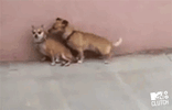 tumblr_n2ofpg6JkT1tuvphko1_500.gif