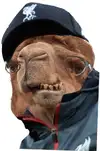 Klopp The Camel.webp
