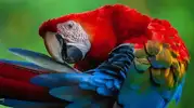 images (17).webp