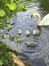Swan and Cygnets 1.webp