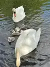 Swan and Cygnets 2.webp