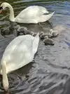 Swan and Cygnets 3.webp