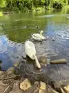 Swan and Cygnets 4.webp